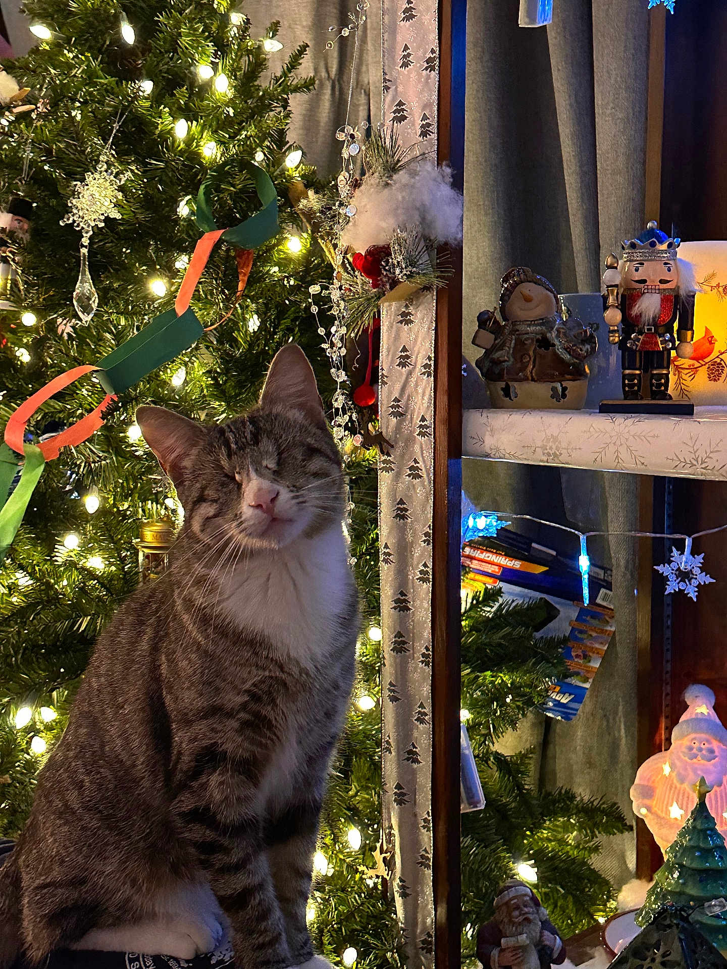 Dutchess Ross is registered to the contest to win money with this photo: cat, tabby_cat, christmas_tree, holiday_decorations, lights, ornaments, figurines, shelf, indoor, festive, cozy, decor, celebration, winter, holiday, smiling_cat, striped_fur, feline, seasonal, cute_pet