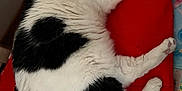 Nil participe au concours pour gagner de l'argent avec cette photo : animal, black_and_white, cat, closeup, comfort, cozy, cute, domestic, fluffy, fur, indoor, paw, pet, pillow, red, relaxation, resting, sleeping, soft, tail