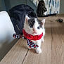 Nil a rejoint le concours — aidez-le/la à gagner de superbes lots ! animal, background, black, blue_eyes, bow, cat, cozy, cute, domestic, feline, focus, indoor, kitten, pet, scarf, striped_cat, table, walking, white, wood