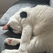 Nil participe au concours pour gagner de l'argent avec cette photo : animal, black_spot, cat, couch, cozy, cute, domestic_cat, fluffy, fur, indoor, paw_pads, peaceful, pet, pink_nose, relaxing, resting, sleeping, soft, whiskers, white_cat