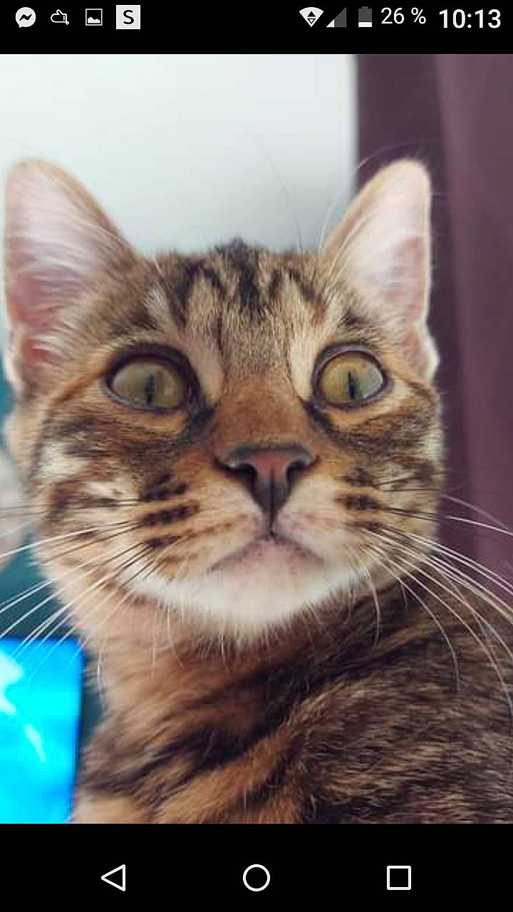 Nalah participe au concours pour gagner de l'argent avec cette photo : carnivore, cat, domestic_short_haired_cat, felidae, fur, paw, photo_caption, small_to_medium_sized_cats, snout, square, terrestrial_animal, whiskers