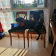 Polo a rejoint le concours — aidez-le/la à gagner de superbes lots ! bandana, black_dog, chair, curtain, daylight, dog, floral_curtain, furniture, greenery, hill, home, indoor, nature_outside, pet, relaxed, shadow, sunlight, tiled_floor, window, wooden_chair