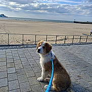 Benco participe au concours pour gagner de l'argent avec cette photo : puppy, dog, leash, beach, sand, pavement, sky, clouds, outdoor, water, sea, fence, pet, animal, sitting, curious, daytime, nature, walk, canine