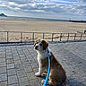 puppy, dog, leash, beach, sand, pavement, sky, clouds, outdoor, water, sea, fence, pet, animal, sitting, curious, daytime, nature, walk, canine