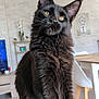 Ades a rejoint le concours — aidez-le/la à gagner de superbes lots ! cat, black_cat, feline, pet, indoor, fluffy, yellow_eyes, sitting, close_up, portrait, whiskers, furniture, chair, table, plant, decoration, living_room, modern, cozy, domestic_animal