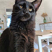 Ades participe au concours pour gagner de l'argent avec cette photo : cat, black_cat, pet, feline, indoor, house, fur, whiskers, ears, eyes, curious, home_interior, dining_table, chair, vase, plant, modern, cozy, portrait, animal