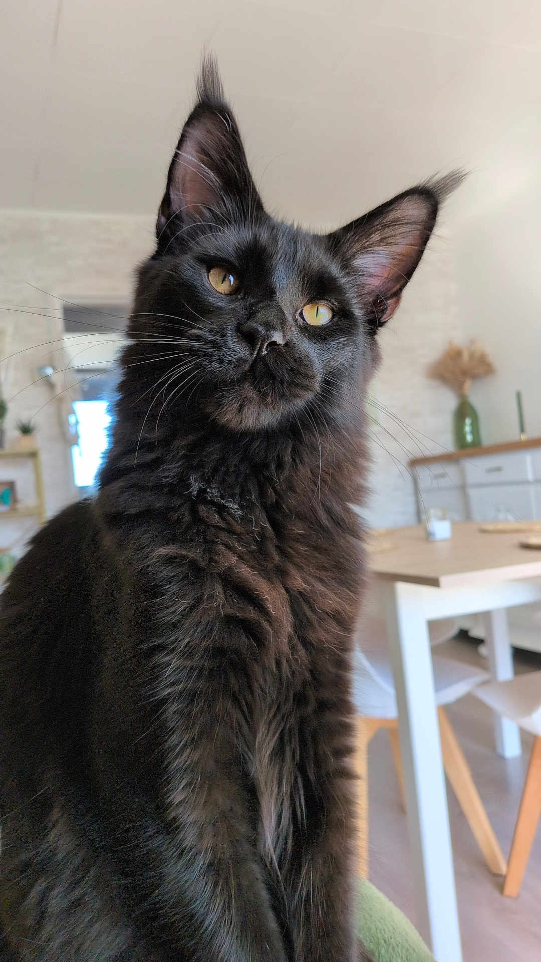 Ades participe au concours pour gagner de l'argent avec cette photo : cat, black_cat, pet, feline, indoor, house, fur, whiskers, ears, eyes, curious, home_interior, dining_table, chair, vase, plant, modern, cozy, portrait, animal