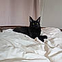 Ades a rejoint le concours — aidez-le/la à gagner de superbes lots ! black_cat, cat, pet, animal, bed, blanket, furniture, indoor, domestic, fur, whiskers, ears, eyes, resting, cozy, cute, mammal, sleepy, home, relaxed