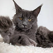 Athéna participe au concours pour gagner de l'argent avec cette photo : cat, gray_cat, pet, feline, paw, close_up, portrait, indoor, soft_texture, white_background, fur, whiskers, relaxed, golden_eyes, animal, cute, domestic_cat, fluffy, laying, playful