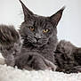 cat, gray_cat, pet, feline, paw, close_up, portrait, indoor, soft_texture, white_background, fur, whiskers, relaxed, golden_eyes, animal, cute, domestic_cat, fluffy, laying, playful