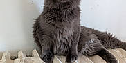 Athéna a rejoint le concours — aidez-le/la à gagner de superbes lots ! cat, gray_cat, fluffy, radiator, indoor, pet, animal, feline, yellow_eyes, sitting, looking_at_camera, whiskers, ears_up, fur, domestic_cat, wall, resting, cute, mammal, house_pet