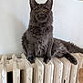 cat, gray_cat, fluffy, radiator, indoor, pet, animal, feline, yellow_eyes, sitting, looking_at_camera, whiskers, ears_up, fur, domestic_cat, wall, resting, cute, mammal, house_pet
