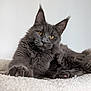 cat, gray_cat, fluffy, pet, animal, feline, yellow_eyes, whiskers, ears, soft_blanket, indoor, resting, cute, curious, closeup, portrait, lying_down, cozy, fur, paws
