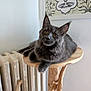 cat, gray_cat, fluffy, indoor, wooden_perch, radiator, wall_art, curious, relaxed, pet, feline, animal, cozy, portrait, ears, whiskers, wood, home, resting, cute