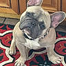 dog, french_bulldog, puppy, pet, indoor, carpet, patterned_rug, wooden_cabinet, curious, head_tilt, cute, animal, mammal, domestic, companion, floor, sitting, ears_up, collar, portrait