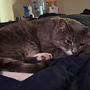 Eddie Choate is registered to the contest to win money with this photo: cat, gray_cat, sleepy, cozy, indoor, blanket, bed, pet, feline, domestic_animal, resting, fur, whiskers, paws, tail, home, relaxed, cute, animal, mammal