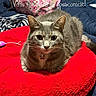 animal, bed, blanket, cat, close_up, cute, domestic_cat, eyes, face, fur, furniture, gray_cat, indoor, pet, red_cushion, resting, star_tag, tabby_cat, toy, whiskers