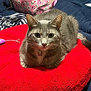 Eddie joined the competition — help win amazing prizes! animal, bedroom, blanket, cat, collar, cute, feline, fluffy, fur, grey_cat, indoor, loafing, pet, pink_bag, red_cushion, relaxed, star_tag, striped_fabric, tabby, whiskers