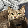 cat, gray_tabby, green_eyes, pet, indoor, feline, collar, blanket, resting, curious, whiskers, close_up, animal, domestic_cat, cute, fur, looking_up, cozy, comfortable, household
