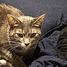 Eddie is registered to the contest to win money with this photo: animal, blanket, cat, closeup, cozy, curled_up, cute, domestic_cat, ears, eyes, feline, fur, gray_cat, indoor, navy_blue, pet, relaxed, resting, soft, whiskers