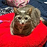 cat, gray_tabby, pet, animal, fluffy_cushion, red_cushion, bed, blanket, bag, pink_bag, indoor, feline, whiskers, collar, star_charm, relaxed, cute, looking_at_camera, cozy, domestic