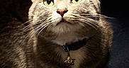 Eddie joined the competition — help win amazing prizes! cat, tabby_cat, green_eyes, whiskers, collar, pet, feline, animal, portrait, close_up, indoor, dark_background, soft_light, curious, lying_down, fur, domestic_cat, alert, mammal, cute