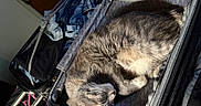 Eddie is registered to the contest to win money with this photo: bedroom, cat, clothes, cozy, curled_up, domestic_animal, fur, gray_cat, indoor, luggage, packed, pet, relaxation, resting, sleeping, soft_light, suitcase, travel, waiting, zipper