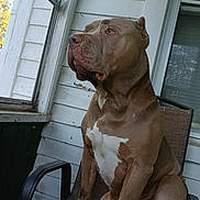 Boobie joined the competition — help win amazing prizes! animal, brown_dog, candid, canine, chair, dog, floppy_ears, house, muscular, outdoor, patio, pet, pit_bull, porch, portrait, short_hair, sitting, white_chest, window, wood_siding