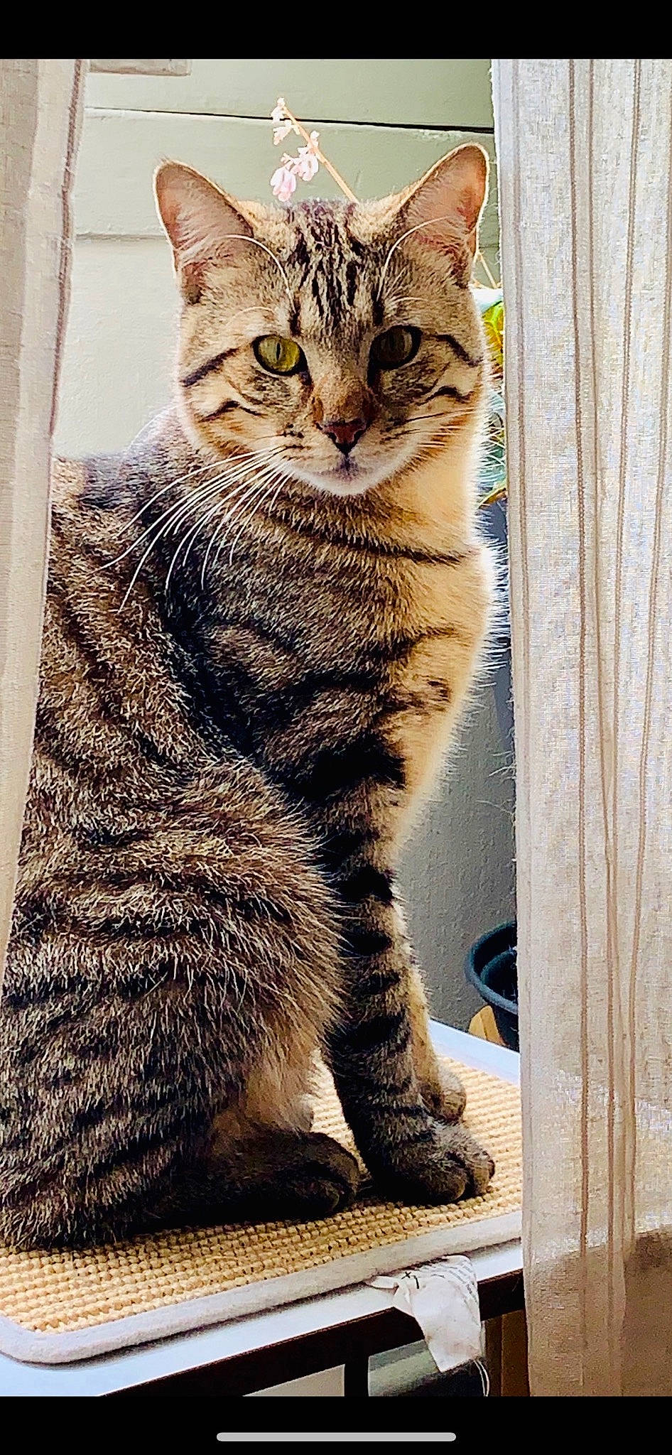 Hendrix participe au concours pour gagner de l'argent avec cette photo : carnivore, cat, claw, curtain, domestic_short_haired_cat, door, felidae, fur, paw, sitting, small_to_medium_sized_cats, snout, tail, terrestrial_animal, whiskers, wildlife, window