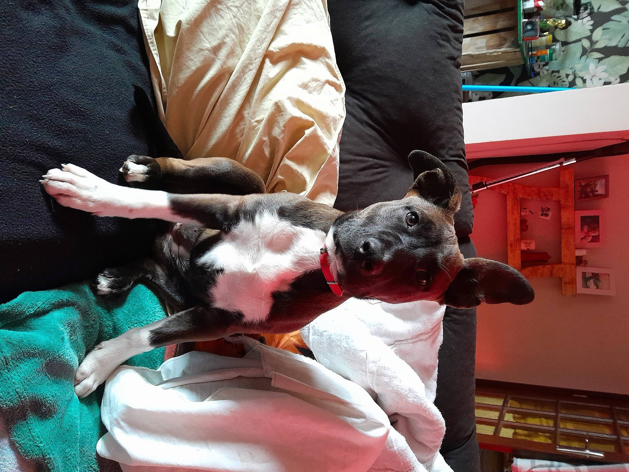 Yorka participe au concours pour gagner de l'argent avec cette photo : boston_terrier, canidae, carmine, carnivore, comfort, companion_dog, couch, dog, dog_breed, event, fawn, felidae, fictional_character, fur, lap, non_sporting_group, room, sporting_group, tail