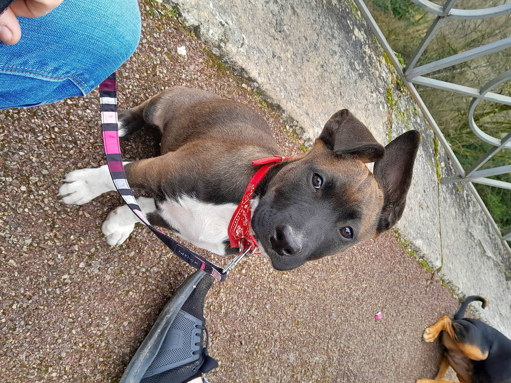 Yorka a rejoint le concours — aidez-le/la à gagner de superbes lots ! carnivore, collar, companion_dog, dog, dog_breed, dog_collar, dog_supply, fashion_accessory, fawn, leash, liver, non_sporting_group, pet_supply, plant, snout, sporting_group, working_animal