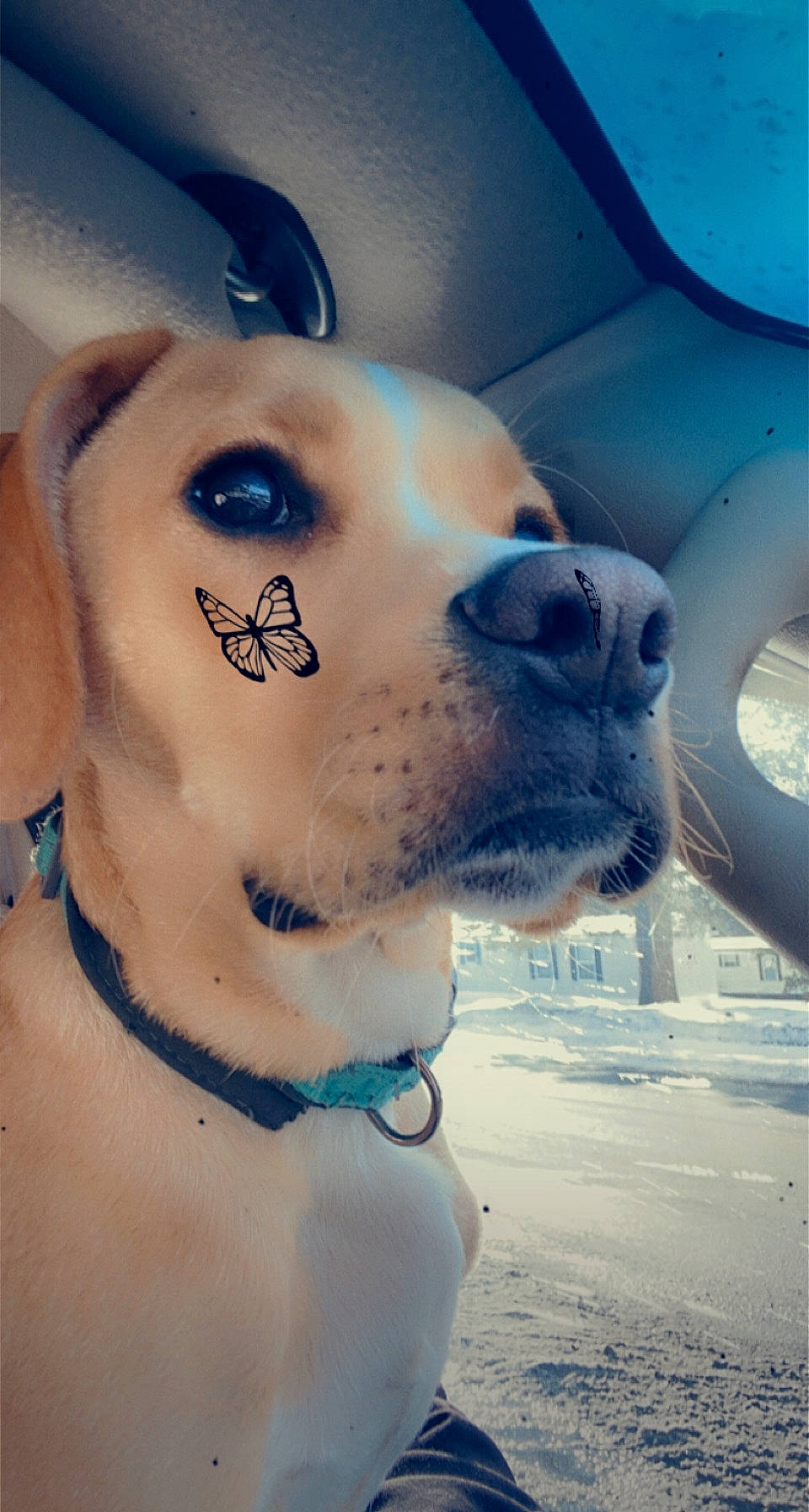 Dunkin joined the competition — help win amazing prizes! carnivore, collar, companion_dog, dog, dog_breed, dog_collar, ear, eyewear, fawn, jaw, mammal, nose, selfie, snout, sporting_group, trunk, vertebrate, whiskers, window, working_animal
