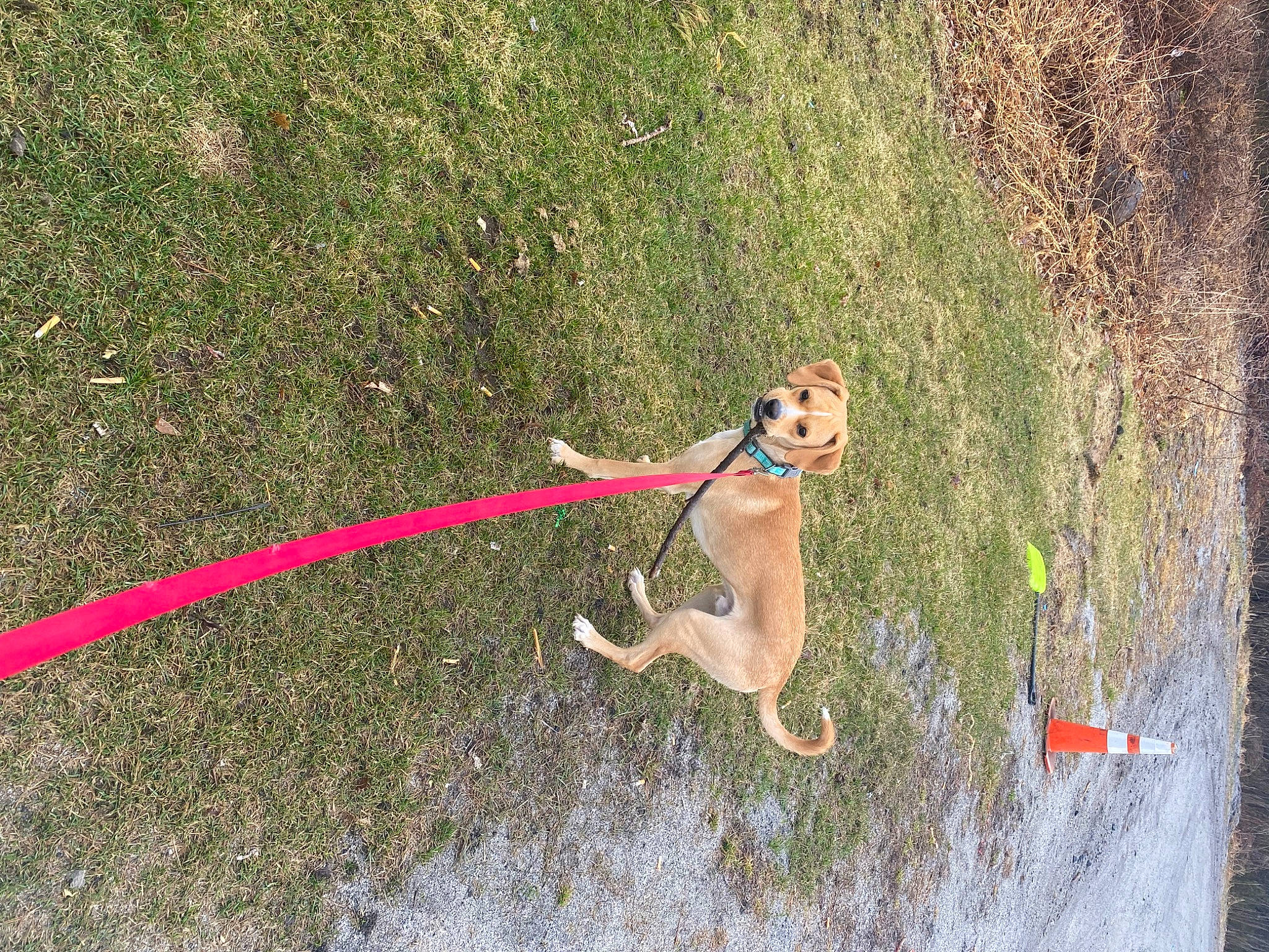 Dunkin is registered to the contest to win money with this photo: carnivore, collar, companion_dog, dog, dog_breed, dog_collar, fawn, garden_hose, grass, grass_family, leash, mammal, pet_supply, plant, recreation, slope, soil, sporting_group, tail, vertebrate