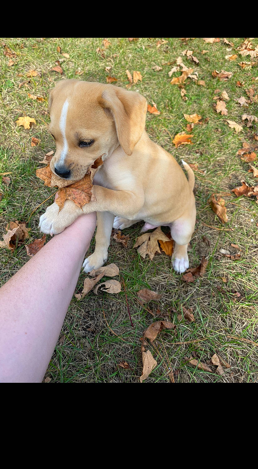 Dunkin is registered to the contest to win money with this photo: adventure, canidae, carnivore, companion_dog, corgi_chihuahua, dog, dog_breed, fawn, grass, labrador_retriever, non_sporting_group, plant, puppy, puppy_love, retriever, snout, soil, tail, toy_dog, working_animal