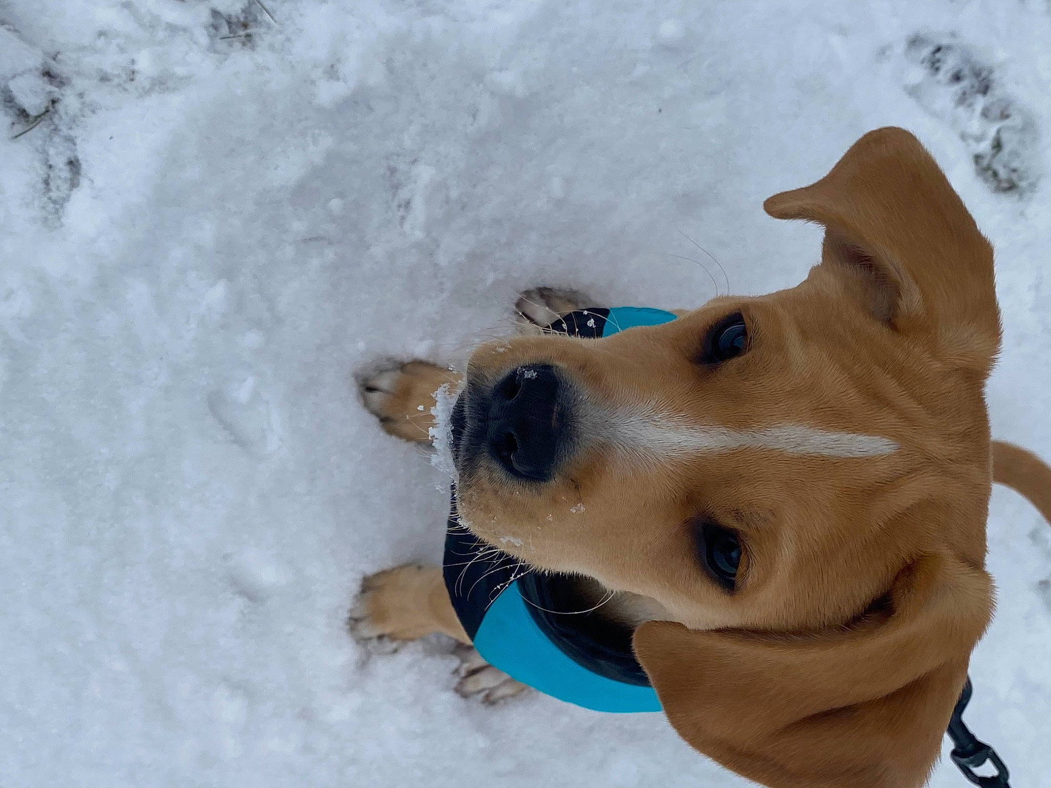 Dunkin joined the competition — help win amazing prizes! adventure, canidae, carnivore, collar, companion_dog, dog, dog_breed, dog_supply, fawn, freezing, head, non_sporting_group, pet_supply, recreation, slope, snout, snow, sporting_group, winter, working_animal