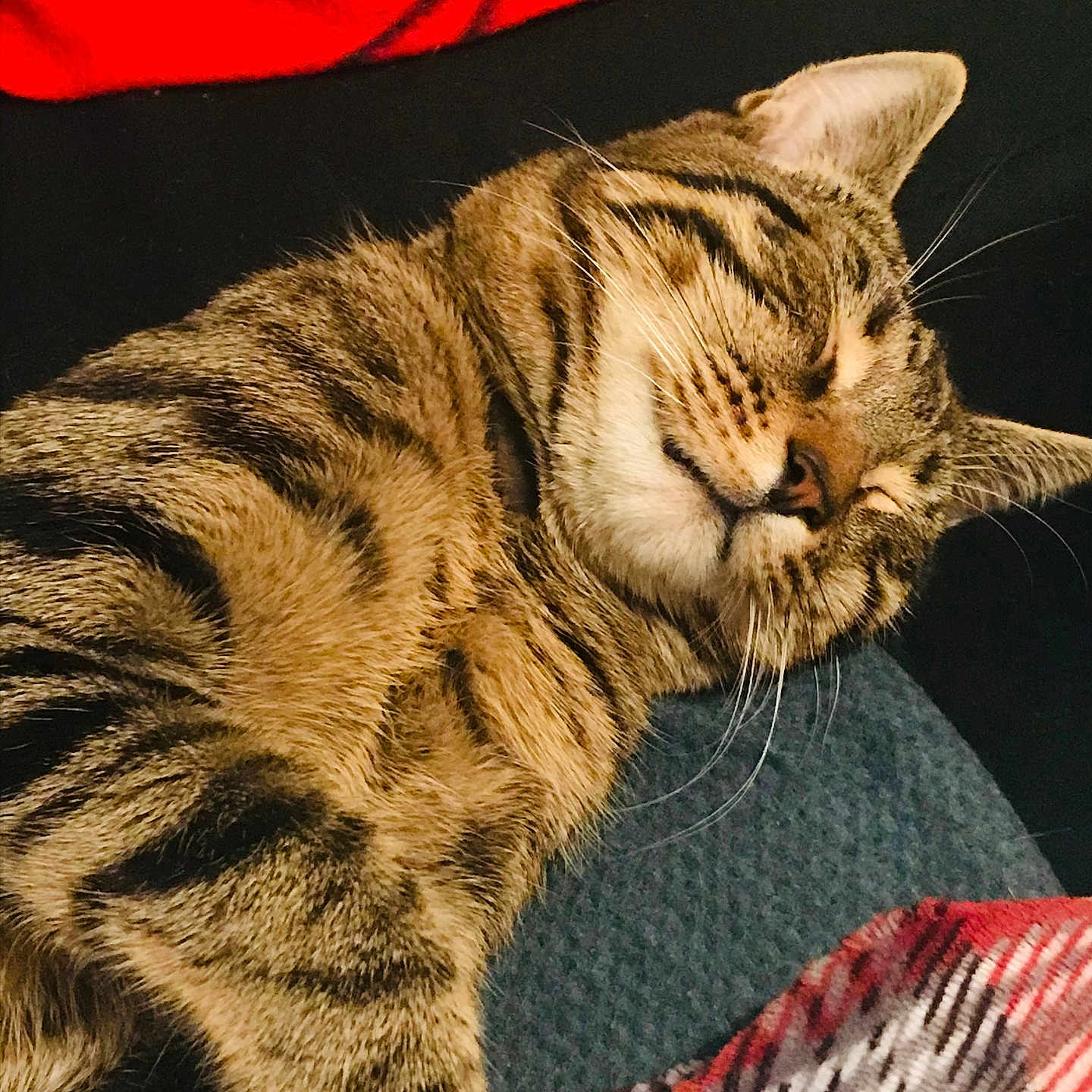 Salmo participe au concours pour gagner de l'argent avec cette photo : blanket, cat, closeup, comfort, cozy, cute, domestic_animal, feline, fur, indoors, mammal, pet, relaxed, resting, sleeping, soft, striped, tabby, warm, whiskers