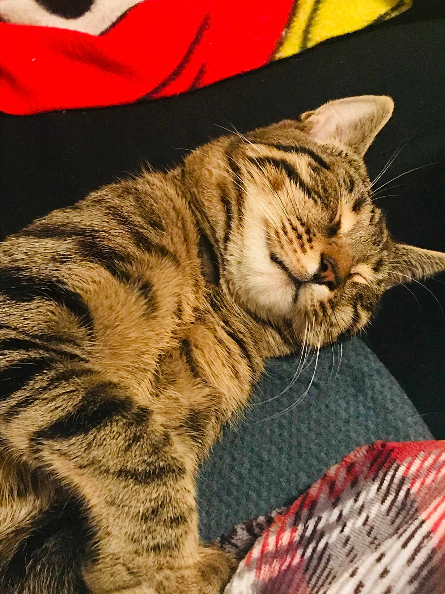Salmo participe au concours pour gagner de l'argent avec cette photo : cat, tabby, sleeping, cozy, blanket, feline, fur, whiskers, indoors, resting, cute, pet, domestic_animal, closeup, mammal, striped, relaxed, soft, warm, comfort