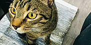 Salmo participe au concours pour gagner de l'argent avec cette photo : cat, tabby, yellow_eyes, curious, pet, indoor, fur, whiskers, ears, floor, rug, feline, animal, closeup, looking_up, domestic_cat, striped, cute, home, mammal