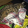 Salmo a rejoint le concours — aidez-le/la à gagner de superbes lots ! cat, tabby, sleeping, blanket, plaid, fleece, cozy, indoor, cardboard_box, table, patterned_cloth, resting, fur, paw, whiskers, domestic_cat, napping, animal, cute, comfortable