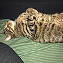 Salmo participe au concours pour gagner de l'argent avec cette photo : cat, tabby, lying_down, indoor, blanket, striped, feline, relaxed, yellow_eyes, domestic_cat, pet, fur, whiskers, cozy, resting, side_view, household, soft_texture, black_fabric, cardboard_box