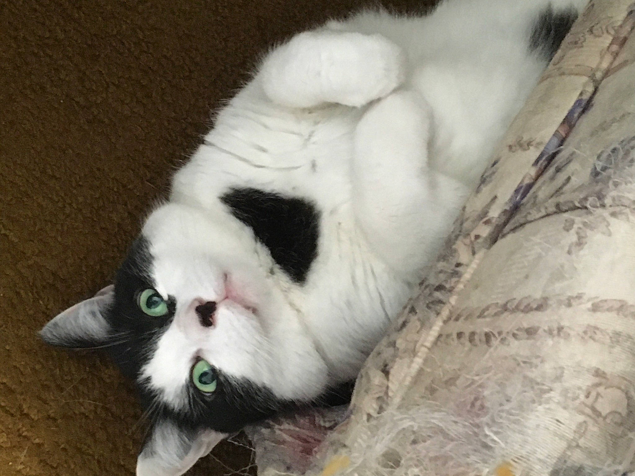 James joined the competition — help win amazing prizes! canidae, carnivore, cat, claw, comfort, dog_breed, domestic_short_haired_cat, eye, fang, felidae, foot, fur, grass, nap, paw, small_to_medium_sized_cats, sporting_group, tail, terrestrial_animal, whiskers