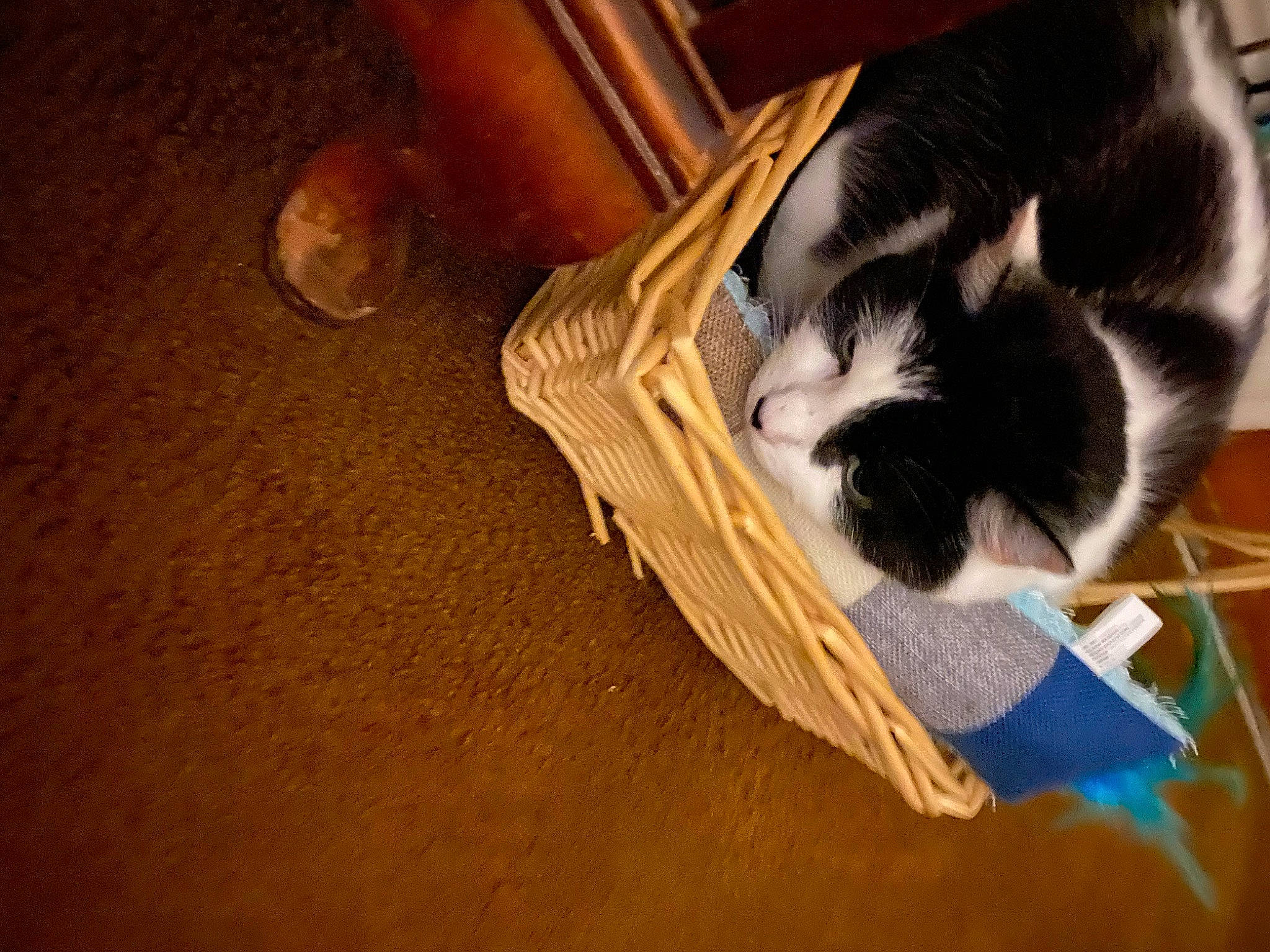 James is registered to the contest to win money with this photo: carnivore, cat, cat_supply, comfort, domestic_short_haired_cat, felidae, flooring, fur, hardwood, laminate_flooring, paw, plywood, room, small_to_medium_sized_cats, tail, varnish, whiskers, wood, wood_flooring, wood_stain