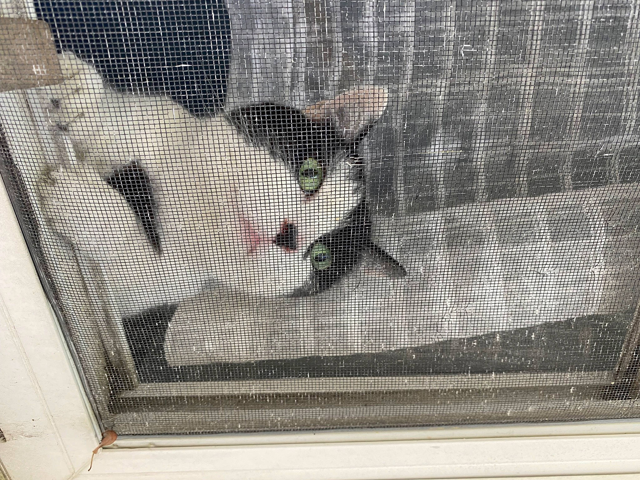 James is registered to the contest to win money with this photo: animal_shelter, art, cage, carnivore, cat, fawn, felidae, flooring, illustration, linens, mesh, pattern, pet_supply, product, rectangle, room, small_to_medium_sized_cats, textile, visual_arts, whiskers