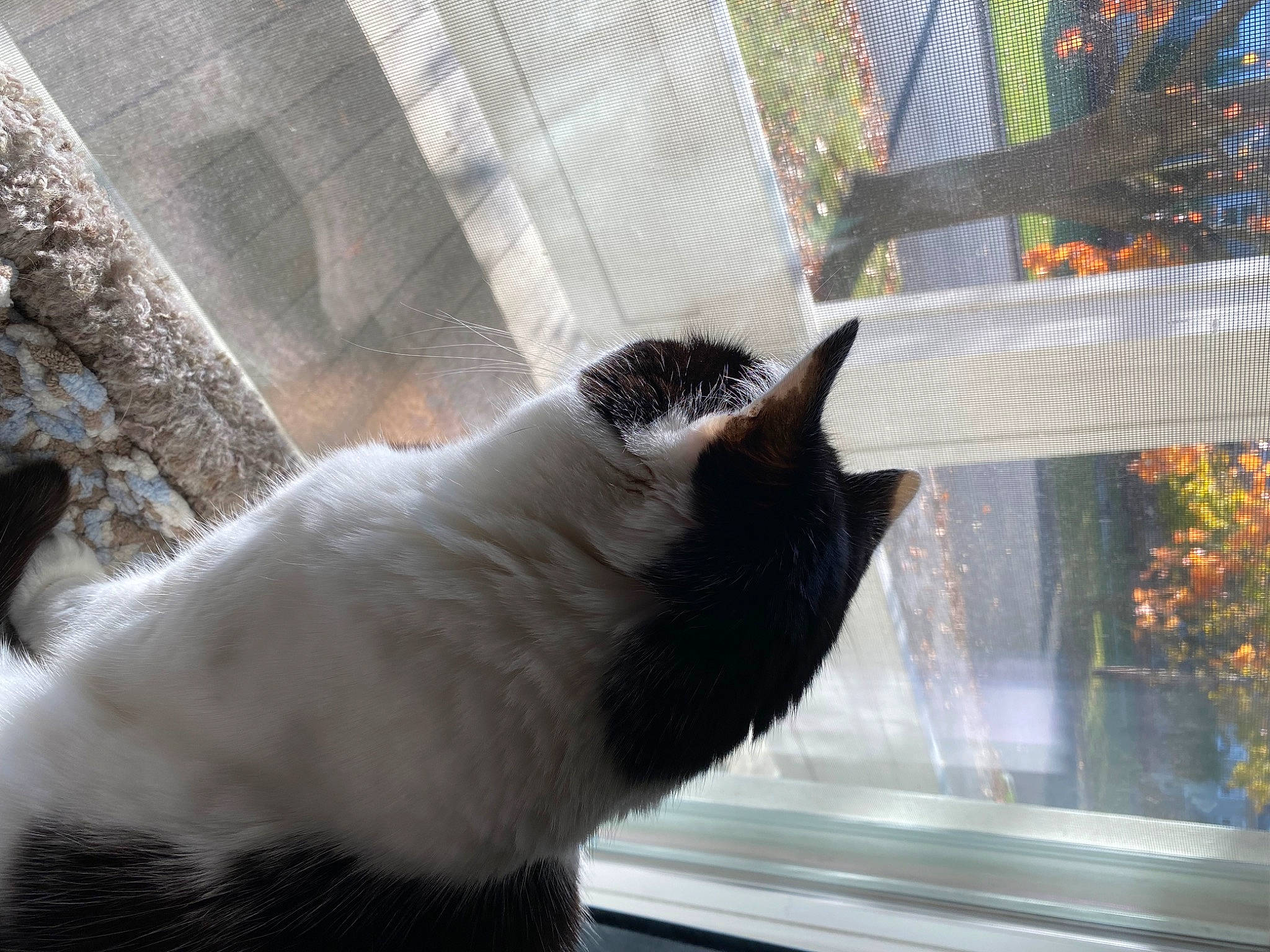 James joined the competition — help win amazing prizes! carnivore, cat, comfort, domestic_short_haired_cat, felidae, fur, glass, line, plant, sash_window, small_to_medium_sized_cats, snout, tail, terrestrial_animal, tints_and_shades, whiskers, window, window_covering, window_treatment, wood