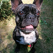 Oly participe au concours pour gagner de l'argent avec cette photo : dog, french_bulldog, brindle, tongue_out, pet, outdoor, grass, sunlight, animal, canine, cute, playful, sitting, ears_up, close_up, nature, happy, portrait, friendly, domestic_animal