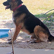 Bubba is registered to the contest to win money with this photo: alert, animal, canine, chair, collar, daytime, dog, domestic_animal, fence, german_shepherd, grass, nature, outdoor, pet, shadow, side_view, sitting, sunlight, tongue_out, yard