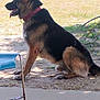 alert, animal, canine, chair, collar, daytime, dog, domestic_animal, fence, german_shepherd, grass, nature, outdoor, pet, shadow, side_view, sitting, sunlight, tongue_out, yard
