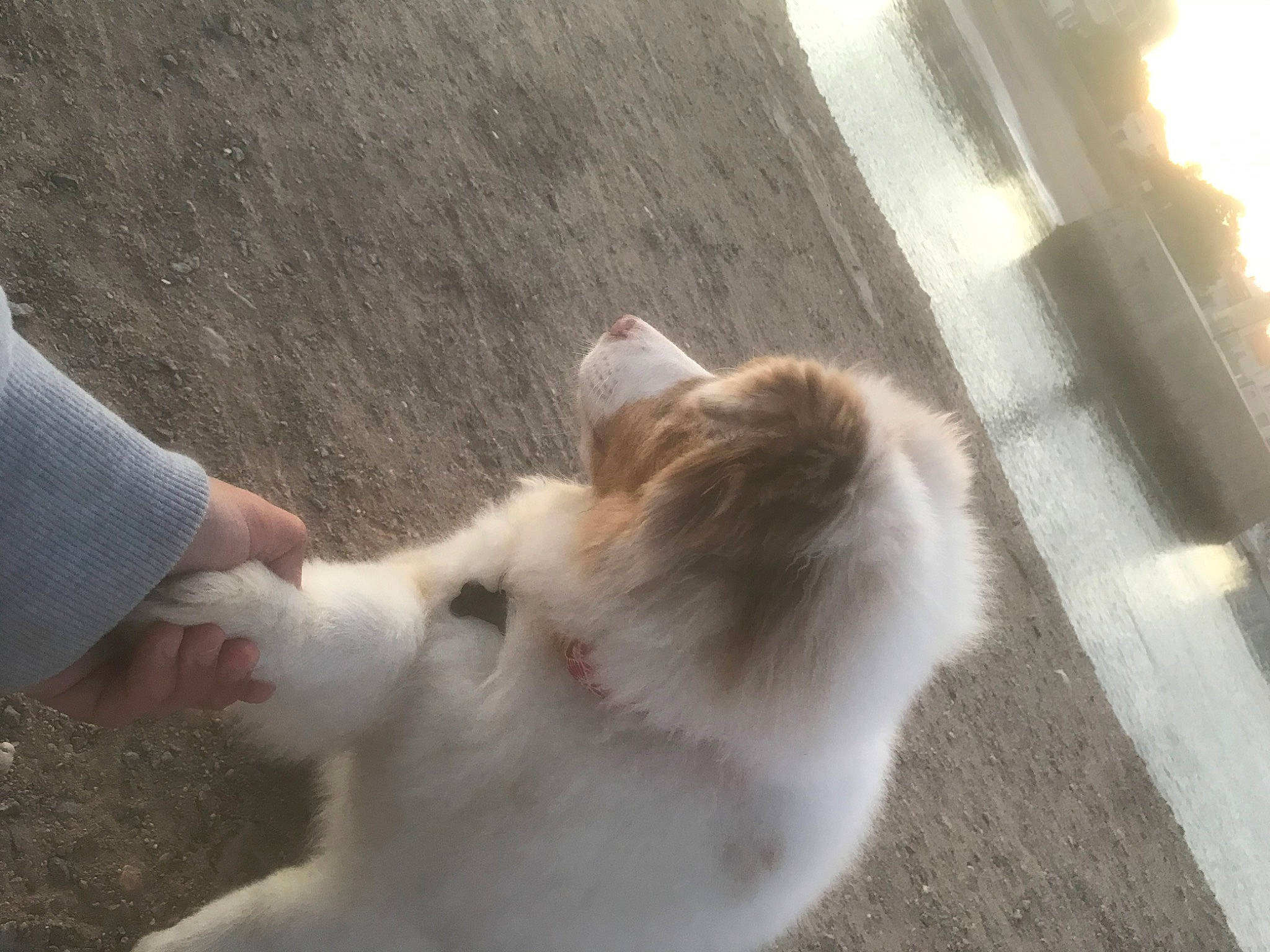 Roxie participe au concours pour gagner de l'argent avec cette photo : aegean_cat, carnivore, cat, ear, fawn, felidae, fur, small_to_medium_sized_cats, tail, turkish_van, whiskers