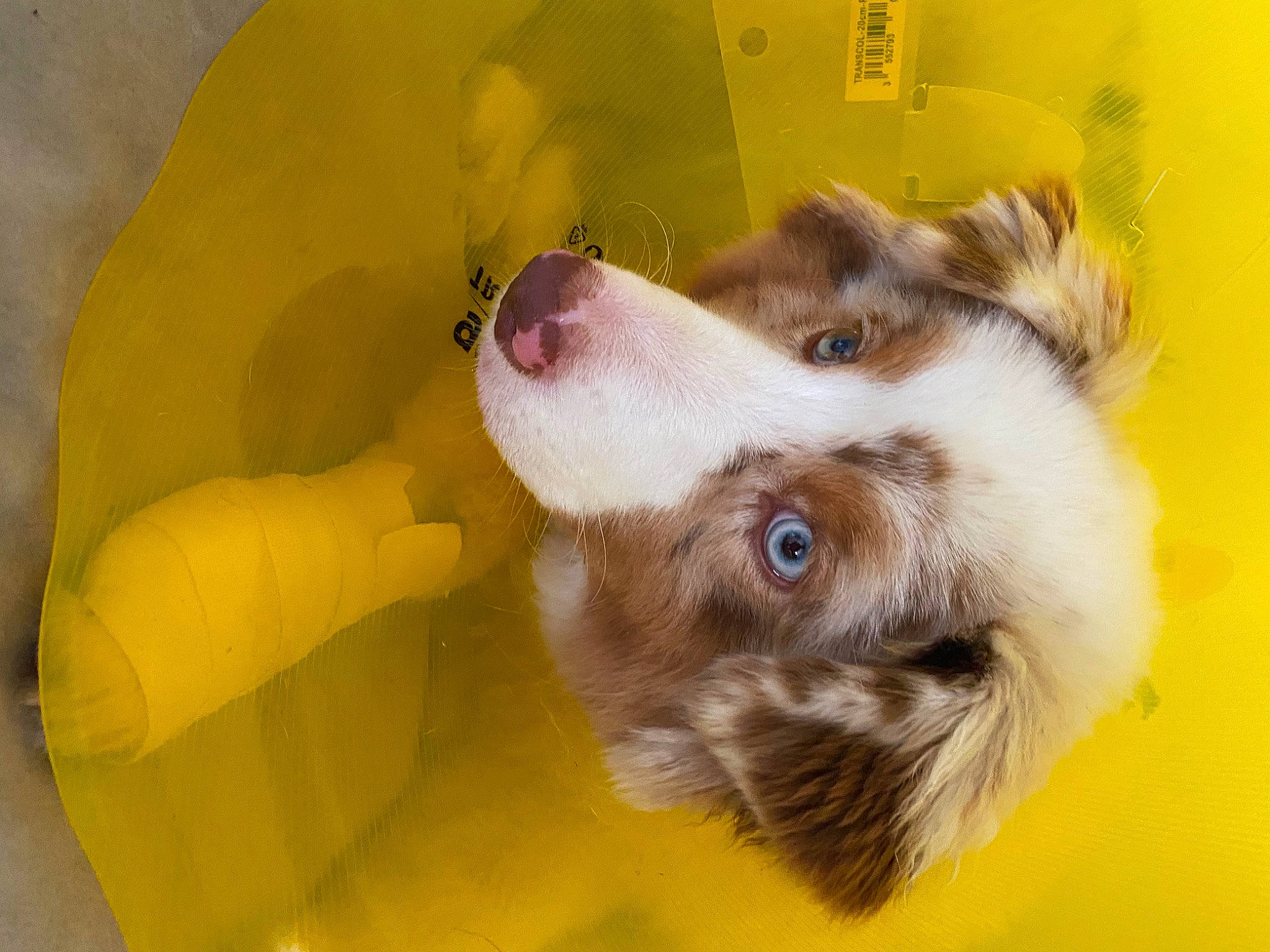 Roxie a rejoint le concours — aidez-le/la à gagner de superbes lots ! australian_shepherd, canidae, carnivore, dog, dog_breed, mammal, miniature_australian_shepherd, puppy, snout, sporting_group, vertebrate, yellow