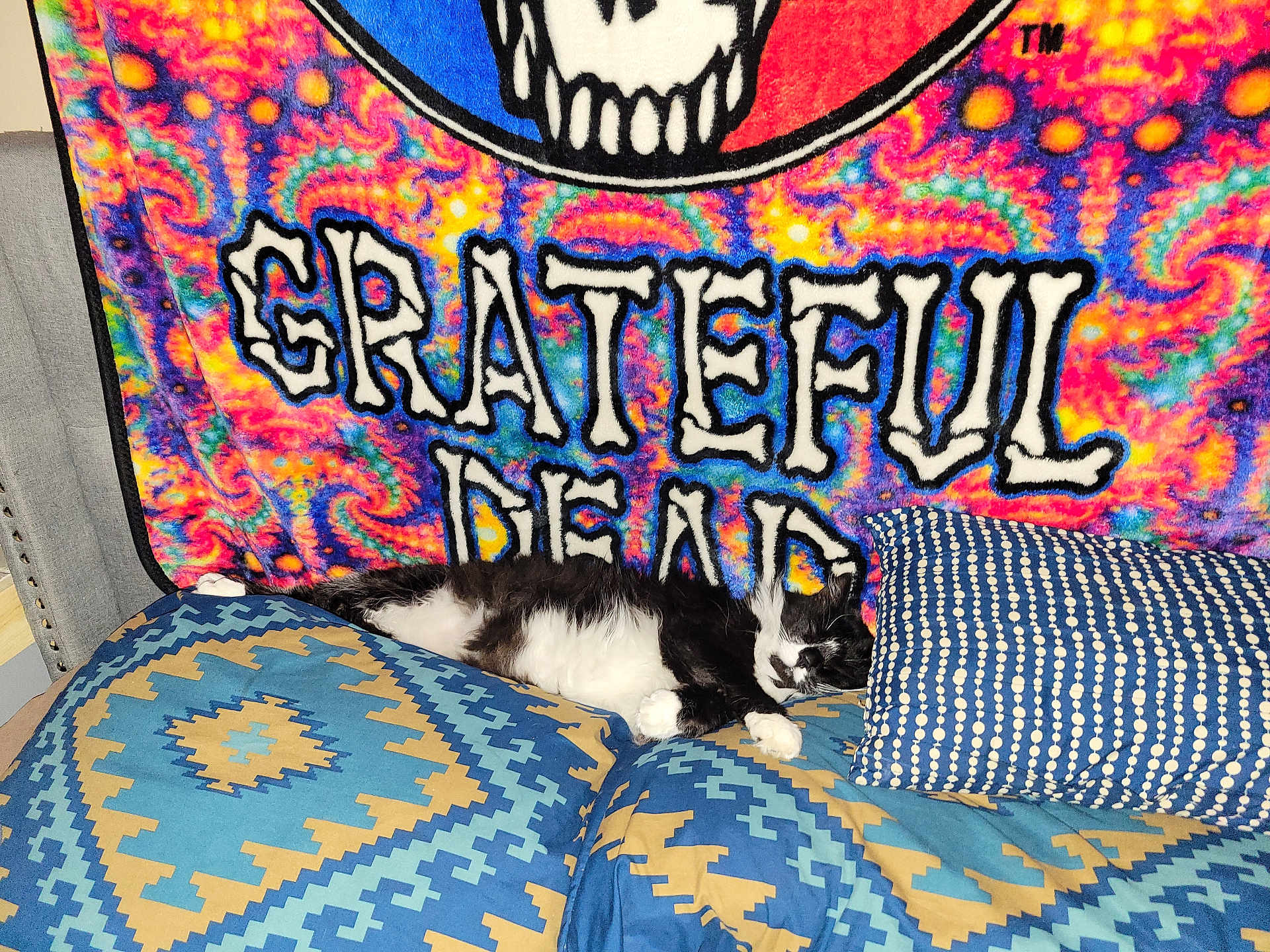 Cammy joined the competition — help win amazing prizes! cat, black_and_white_cat, couch, pillows, patterned_pillows, blue_pillows, grateful_dead, tapestry, colorful_background, indoor, relaxing, sleeping_cat, feline, pet, cozy, home_interior, fabric, textile, animal, resting